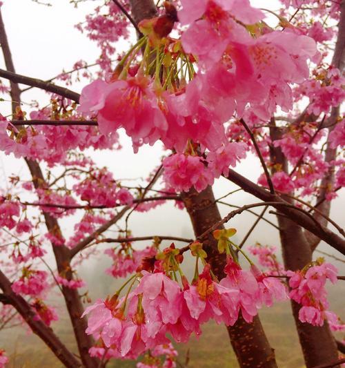 樱花盛放，传递爱与希望的粉色花语（粉色樱花）
