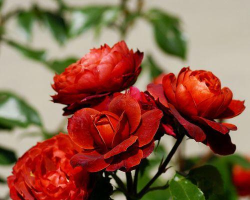 以丰花月季代表意思的花卉之美（恒久的爱与希望）