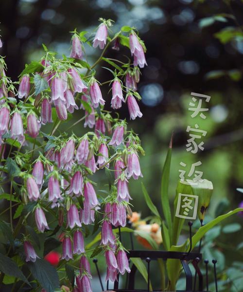 风铃草（美丽与自由的象征——风铃草的花语解析）