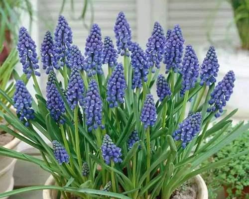 风信子花语（以风信子为主角）