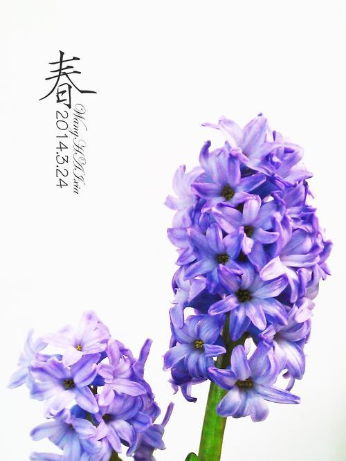 风信子花语（以风信子为主角）