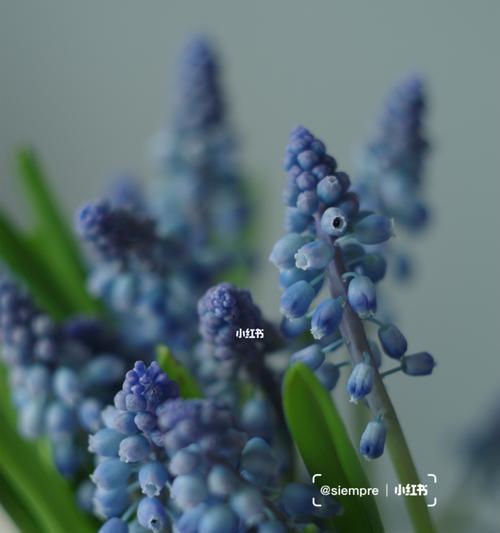 风信子的美丽与寓意（花开春天）