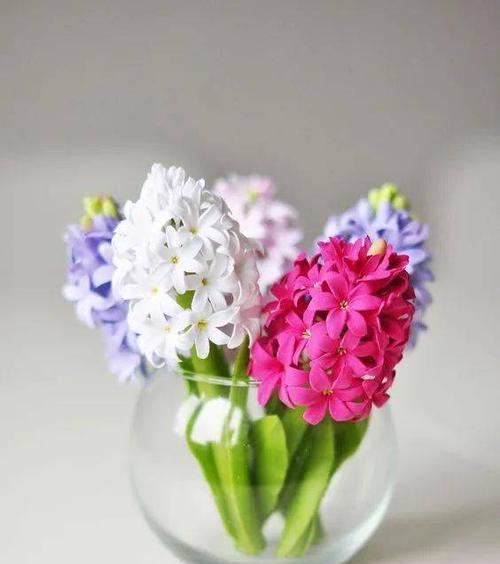 风信子的美丽与寓意（花开春天）