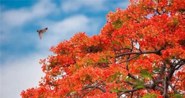 枫叶的花语（揭开枫叶花语的神秘面纱）
