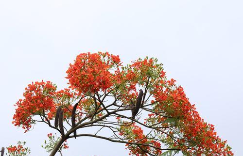 凤凰树（探寻凤凰树代表的深层寓意与象征意义）