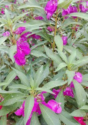 凤仙花（凤仙花的花语及其象征的美好）