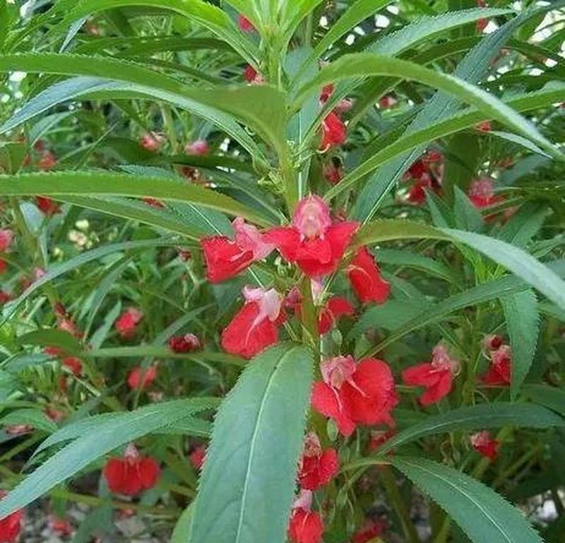 凤仙花（凤仙花的花语及其象征的美好）