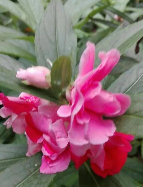 凤仙花（凤仙花的花语及其象征的美好）