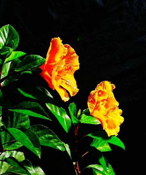 扶桑花（扶桑花的花语及其传递的深刻寓意）