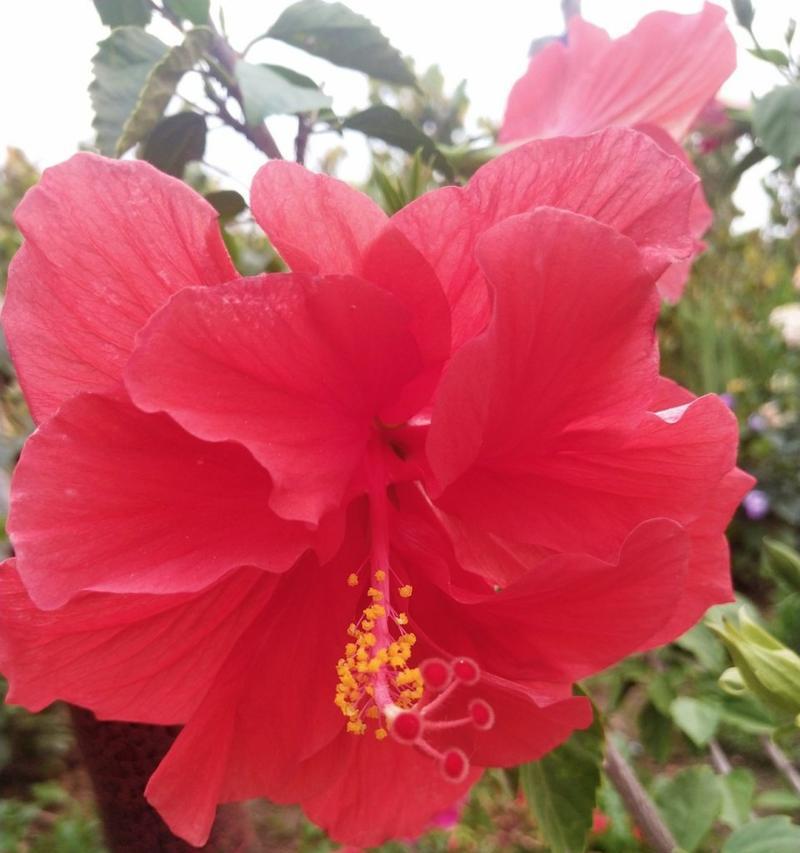 扶桑花（扶桑花的花语及其传递的深刻寓意）