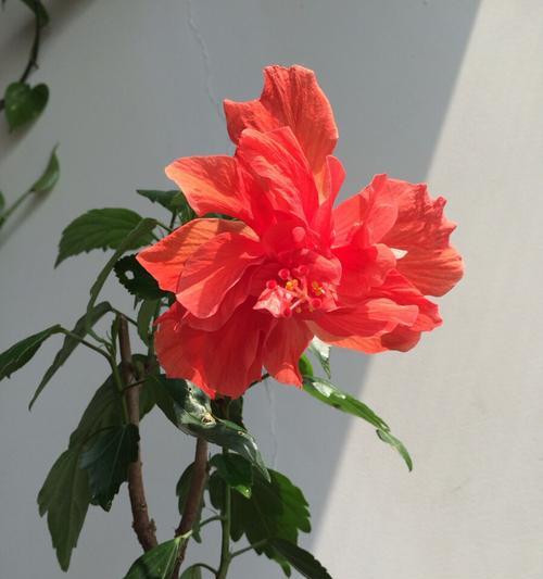 扶桑花的寓意与象征意义（扶桑花的美丽与坚韧）