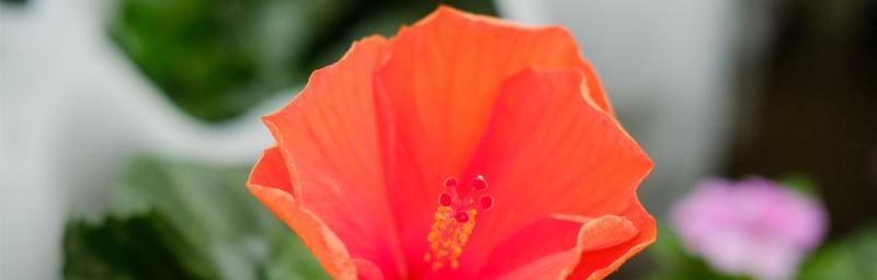 扶桑花的花语和含义（探寻扶桑花的花语与含义）