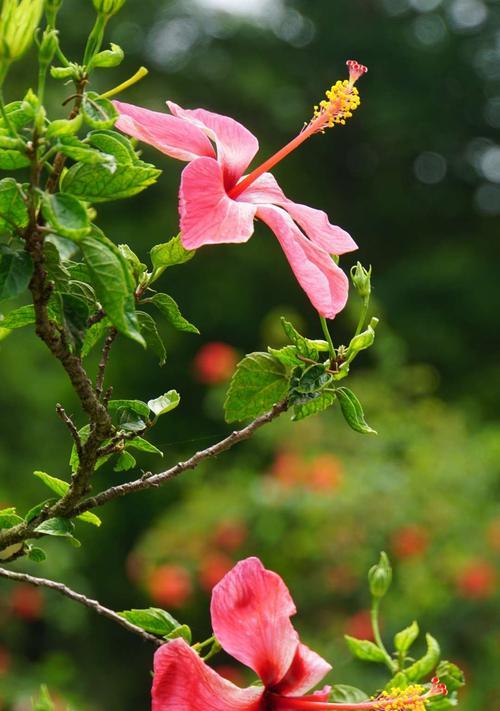 扶桑花的花语和含义（探寻扶桑花的花语与含义）