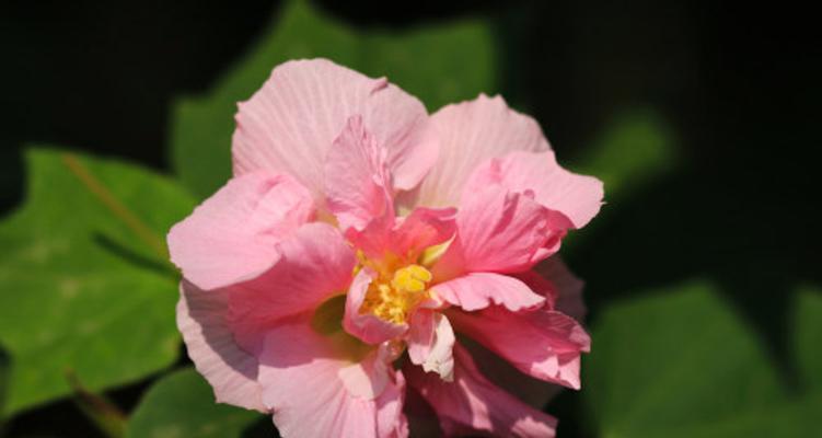 芙蓉花的寓意与象征意义（美丽独特的芙蓉花为我们带来什么）