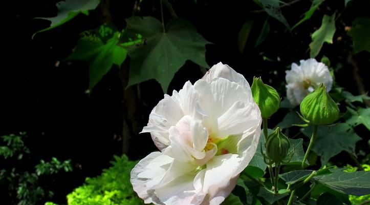 芙蓉花的寓意与象征意义（美丽独特的芙蓉花为我们带来什么）