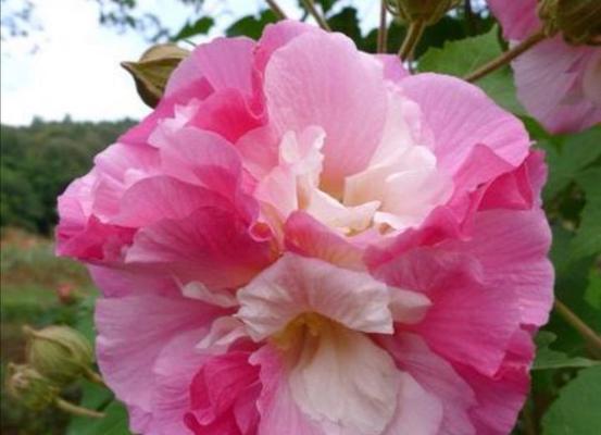 芙蓉花的寓意与象征意义（美丽独特的芙蓉花为我们带来什么）