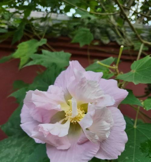 芙蓉花的花语与寓意（探索芙蓉花的深层内涵与象征意义）