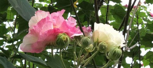 芙蓉花的花语与寓意（探索芙蓉花的深层内涵与象征意义）