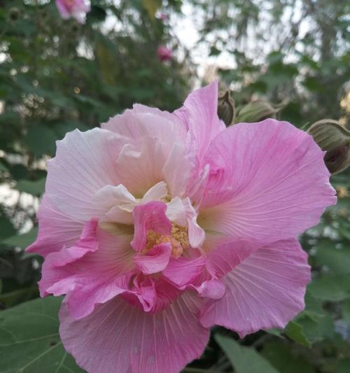 芙蓉花之美与象征（探索芙蓉花在文化和自然中的独特象征意义）