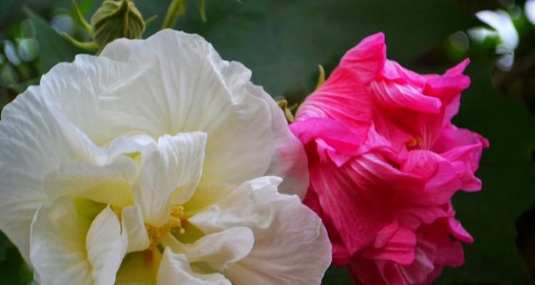 木芙蓉之美——木芙蓉花语的意义（探索木芙蓉的花语）