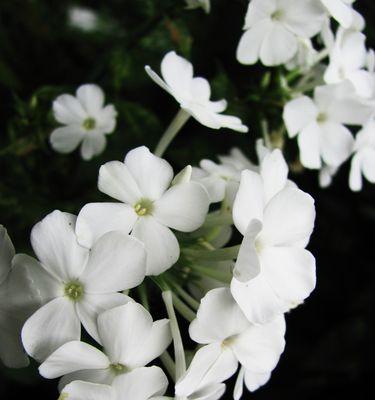 以丛生福禄考花语之美（探索福禄考花语与心灵相通的奥秘）