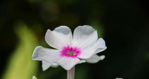 以丛生福禄考花语之美（探索福禄考花语与心灵相通的奥秘）