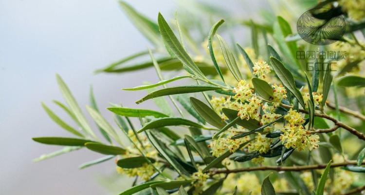 橄榄枝的象征意义（寓意和象征性的橄榄枝）