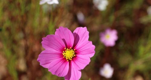 格桑花（格桑花的花语与生命哲学）