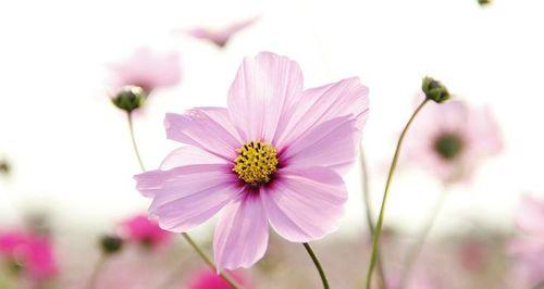 格桑花的美丽与寓意（探寻格桑花背后的含义与传承）