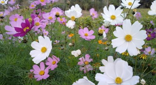 格桑花花语（格桑花花语的寓意与象征解读）