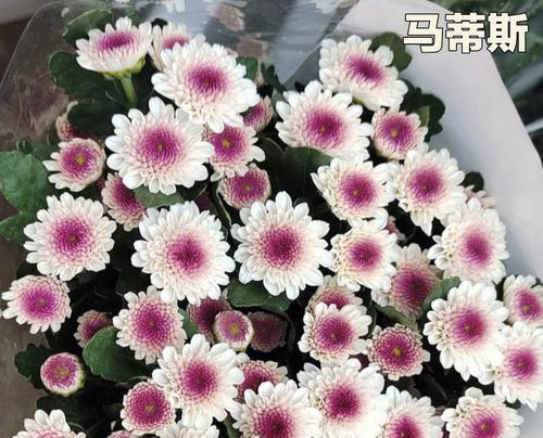 雏菊花语的意义与传承（用花语倾诉心愿）