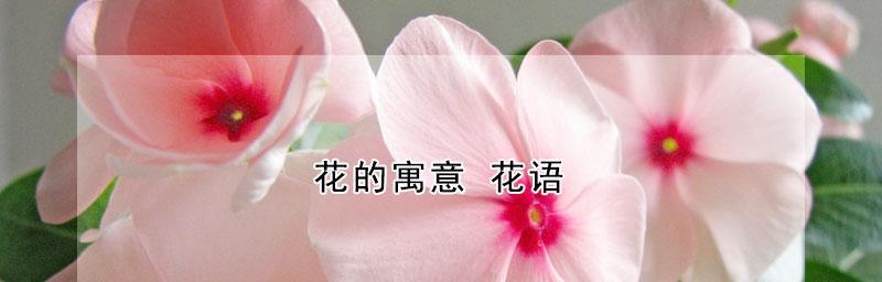 花语传递的情感与寓意（通过各种花的花语）