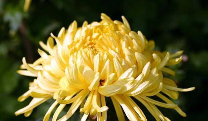 菊花花语与寓意（揭秘不同菊花的情感与象征）