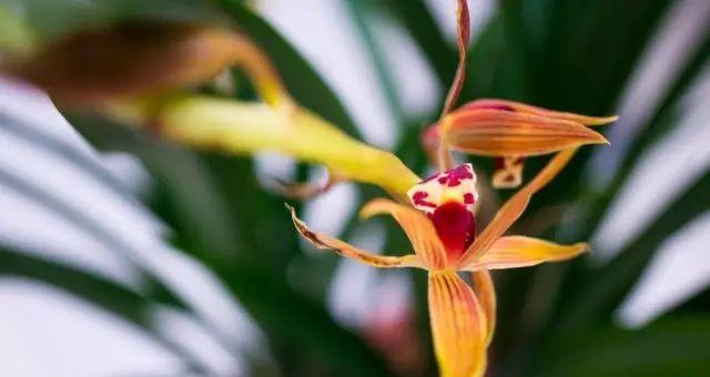 各种兰花花语大全（解读兰花花语）