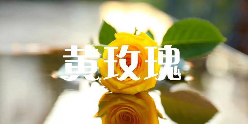 玫瑰花语（深情的玫瑰花语传递爱的心声）