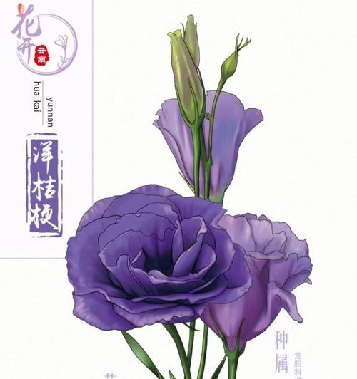 桔梗花语（探索桔梗花的丰富内涵及其与不同颜色的深刻关联）