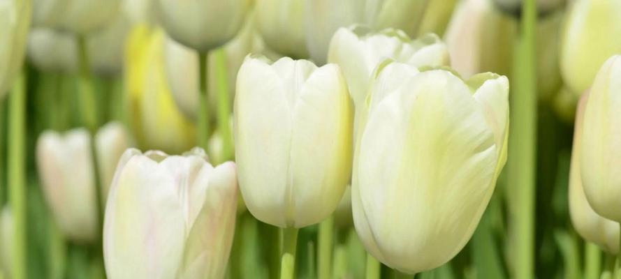 郁金香花语（揭示郁金香的花语之美）