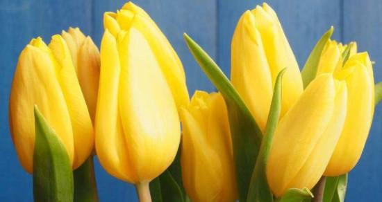 郁金香花语（揭示郁金香的花语之美）