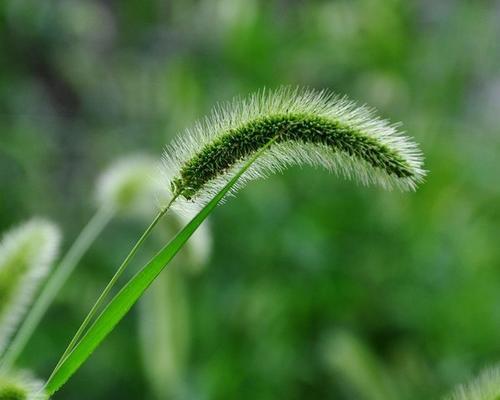 狗尾巴草的花语——寄托忠诚与坚韧的象征（一朵花诉说着无尽的深情）