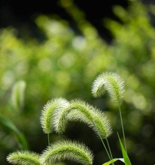 狗尾巴草的花语——寄托忠诚与坚韧的象征（一朵花诉说着无尽的深情）