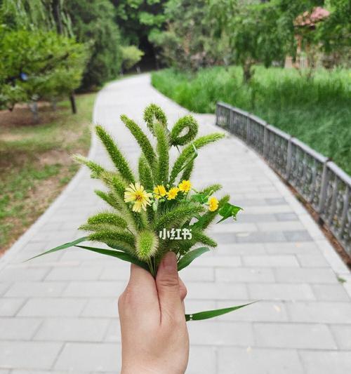 狗尾巴草的寓意与意义（探索狗尾巴草的象征与启示）