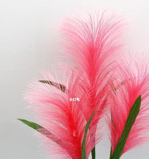 狗尾巴花的花语（探寻狗尾巴花的隐藏意义）