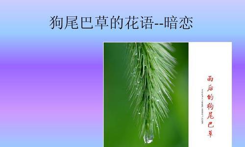 狗尾草花语的美丽传说（揭秘狗尾草的神奇之处）