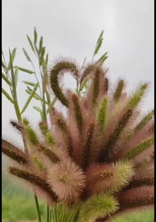 狗尾草花语的美丽传说（揭秘狗尾草的神奇之处）
