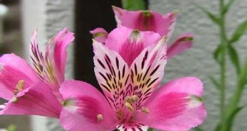 枸杞之花语（探寻枸杞花的美丽与寓意）