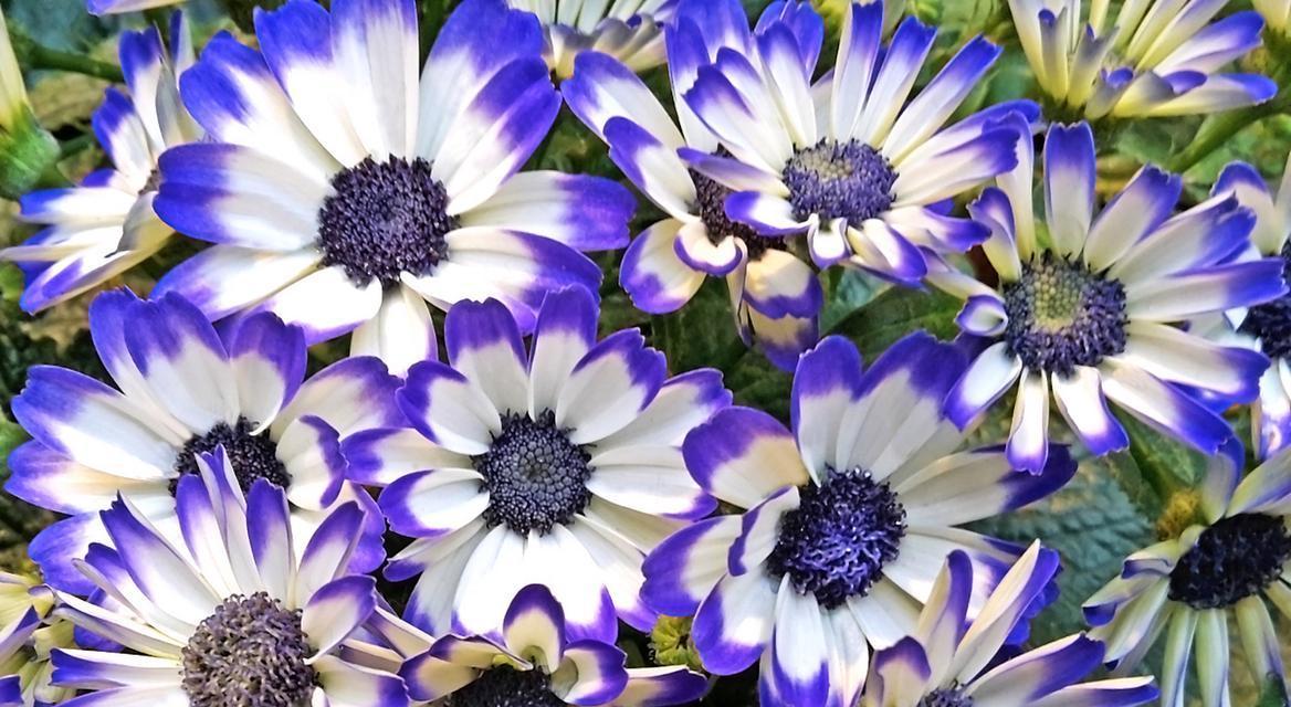 瓜叶菊花语（探寻瓜叶菊的花语意义与传承）