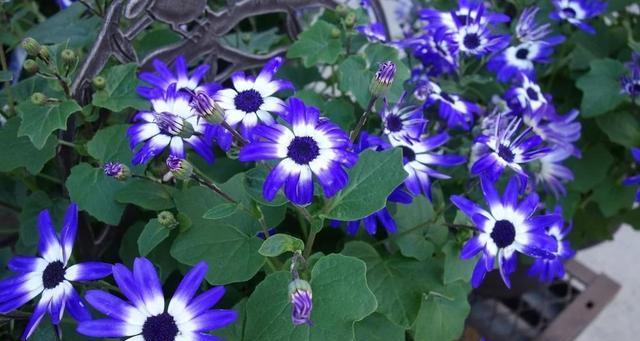 瓜叶菊花语（探寻瓜叶菊的花语意义与传承）
