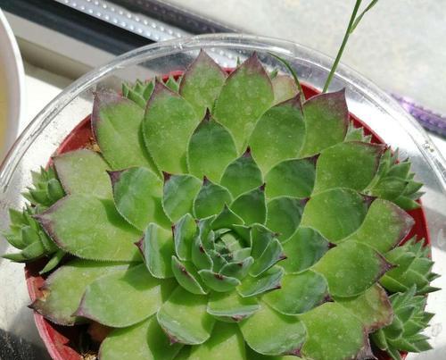 观音莲开花的象征意义（花开寓意）