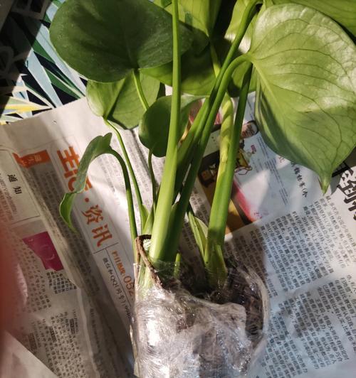 以龟背竹之寓意——坚韧不屈的生命力（探寻龟背竹的象征意义）