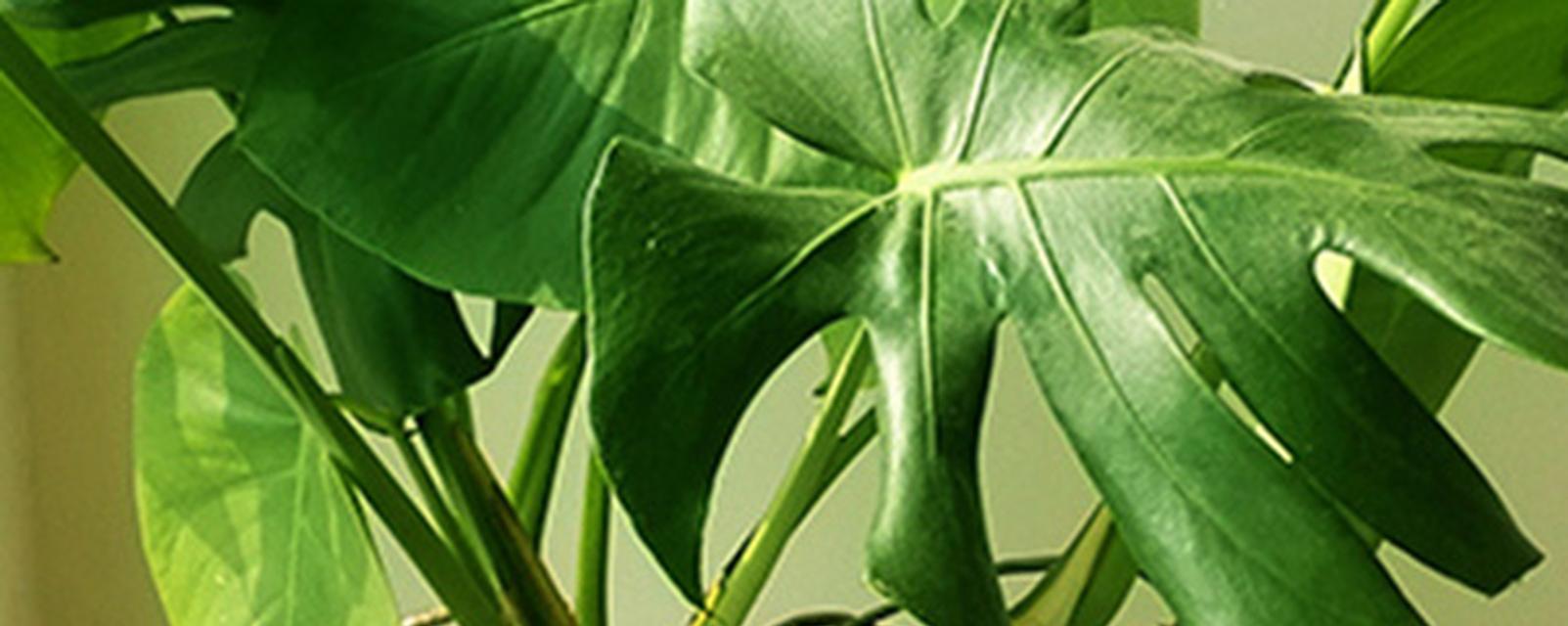 以龟背竹之寓意——坚韧不屈的生命力（探寻龟背竹的象征意义）